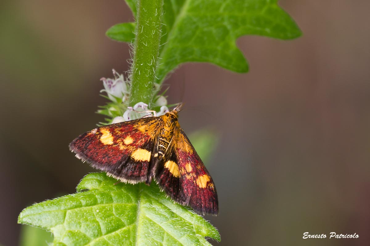 farfallina da identificare